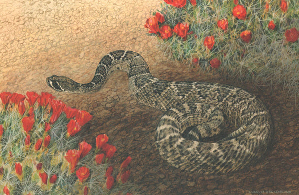 BUNKERSTUD　LOVE EAR ART　CHALLENGER　長瀬　山田 I - 74 Rattlesnake – Charles Beckendorf Gallery