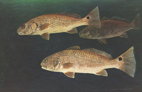 I - 81 Red Drum