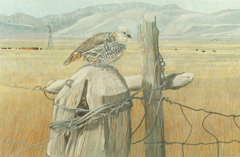 I - 2 Scaled Quail (Blue Quail)