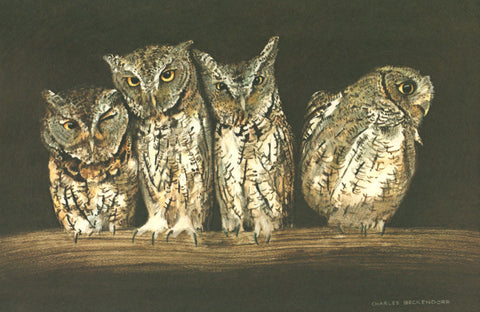 I - 89  Screech Owls