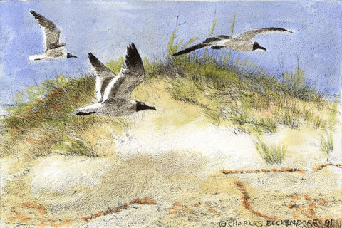 HC Seagulls 9.5 x 12.5
