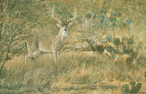 H-16 South Texas Buck