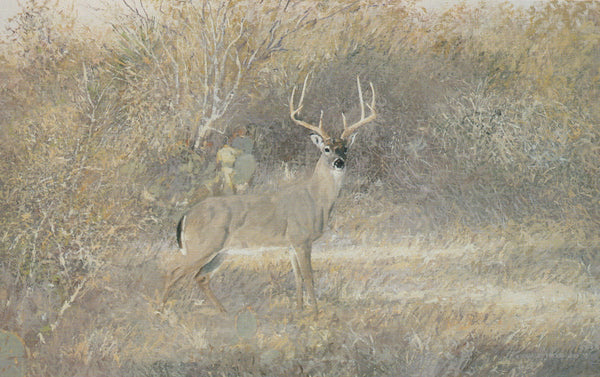 South_Texas_Buck_e1de2f97-c78d