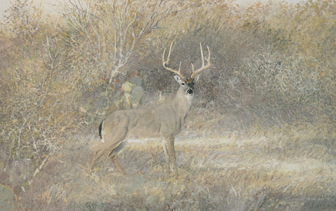 TQ - 38  Cautious Whitetail