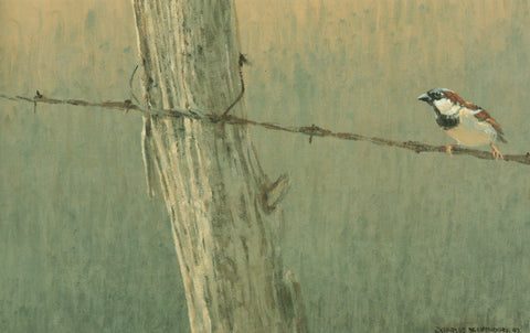 H-22 House Sparrow