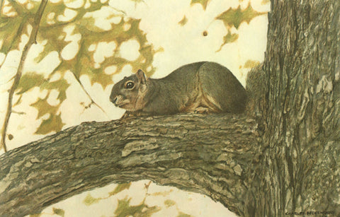 I - 48 Fox Squirrel