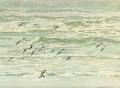 H-74 White-rumped Sandpipers