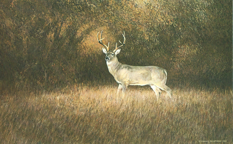 TQ - 17 Hill Country Whitetail