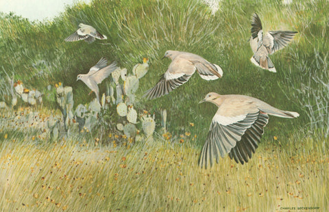 I - 27 Whitewing Doves