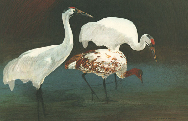 【原画】『Crane in the Clouds』 Midnight Cranes Poster - Cranes in sky - desenio.com