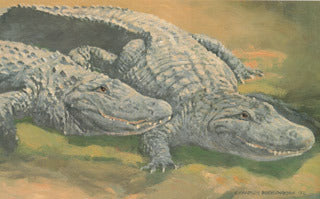 H-76 American Alligator – Charles Beckendorf Gallery