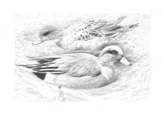 American Widgeon B&W