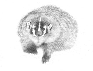 Badger B&W