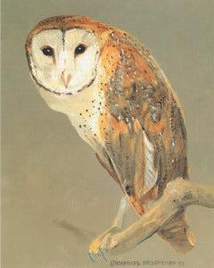 V-42  Barn Owl