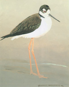 V-68  Black-Necked Stilt