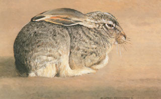 H-32  Black-Tailed Jackrabbit