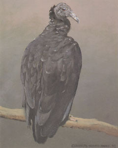 V-34 Black Vulture
