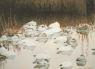 H-62 Blue Geese (Snow Geese)