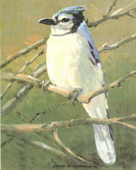V-61 Blue Jay