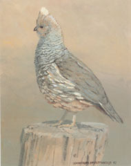 V-16 Blue Quail