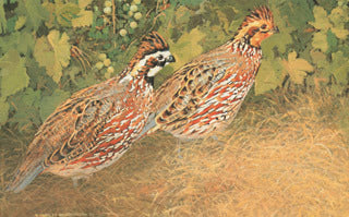 H-24  Bobwhite Quail