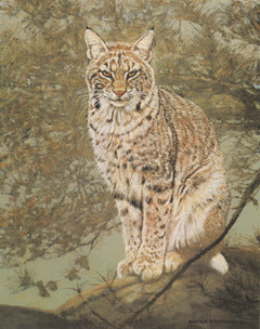V-10 Bobcat