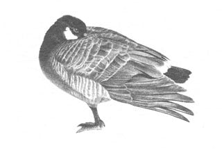 Canada Goose B&W