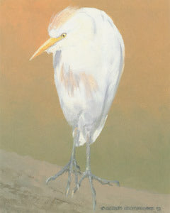 V-65  Cattle Egret