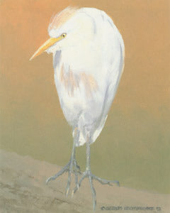 V-65 Cattle Egret