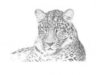 Chinese Leopard B&W