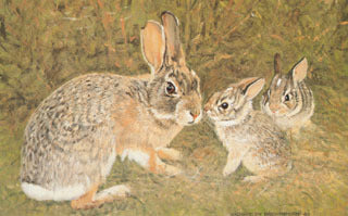 H-33 Cottontails