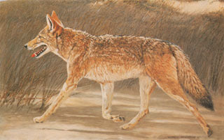 H-44 Coyote