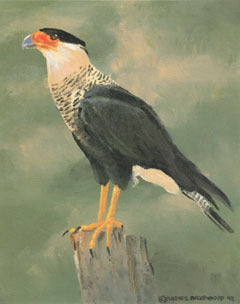 V-35  Crested Caracara