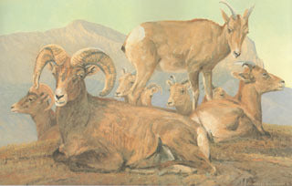 H-3  Desert Bighorn family