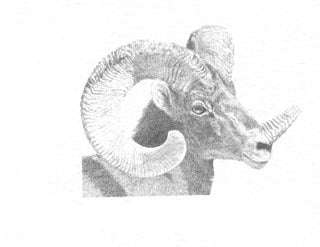 Desert Bighorn B&W