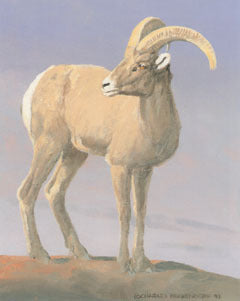V-2 Desert Bighorn (standing)