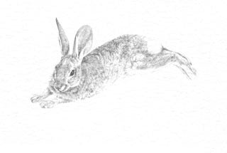 Desert Cottontail B&W