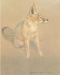 V-31 Desert Fox (sitting)