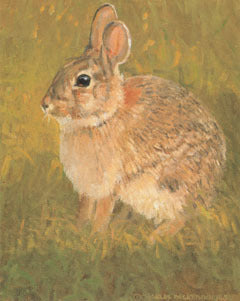 V-24 Eastern Cottontail – Charles Beckendorf Gallery
