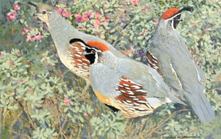 H-23 Gambel's Quail