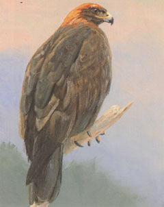 V-33 Golden Eagle ( perched )