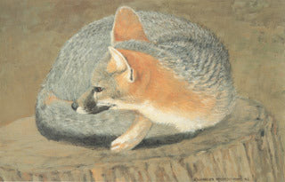 H-39 Gray Fox on stump – Charles Beckendorf Gallery