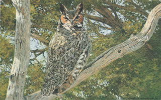 H-49  Great Horned Owl (in tree)