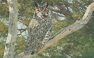 H-49 Great Horned Owl (in tree)