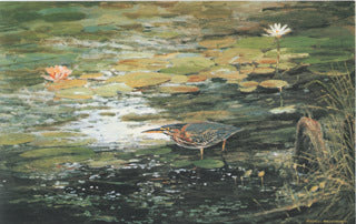 H-70 Green Heron