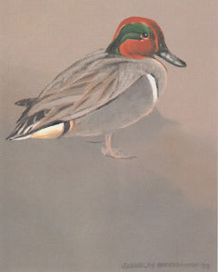 V-53 Green Wing Teal