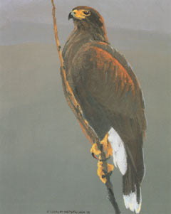 V-39 Harris' Hawk