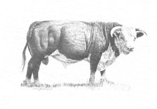 Hereford Bull B&W
