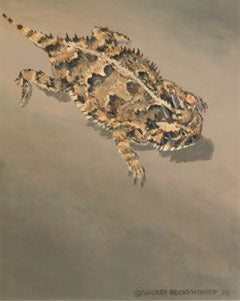 V-4  Horned Lizard