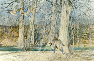 I-38 Greenwing Teal